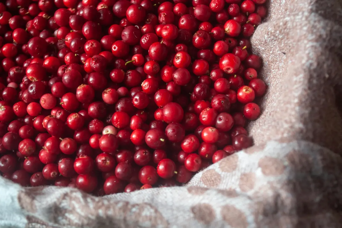 Fresh red cranberries piled on a linen kitchen towel